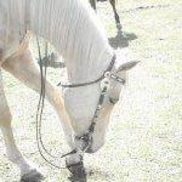 Meet your Posher, Tasha - Picture 1 of 8